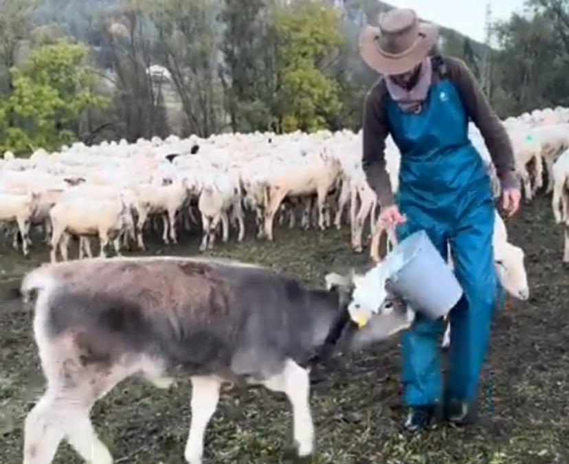 pamela maggioni indossa salopette pettorina uragan tex mentra sta dando il latte un vitello in mezzo al gregge